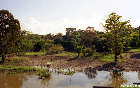 riverbank Landwirtschaft