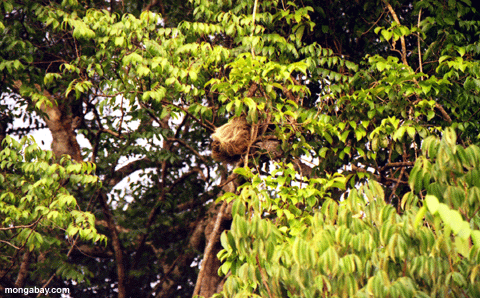 sloth Baum
