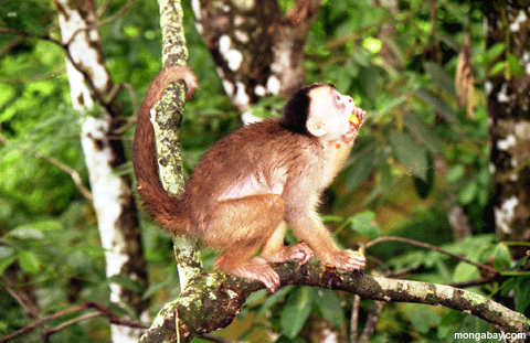 Spinne Affe, der Brasilien