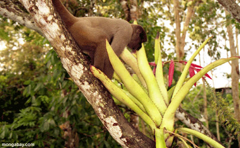 Wolliger Affe Bromeliad, Brasilien