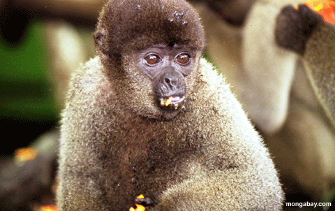 шерстистый обезьяна, Бразилия