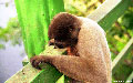woolley Affe investigatin ein plant