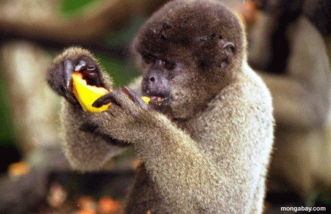 Mono Lanoso Que come La Papaya, El Brasil