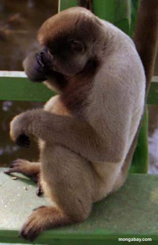 Scimmia Lanosa Messa, Brasile