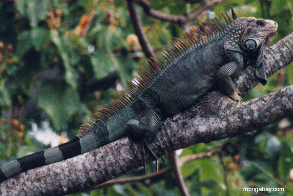 Male Iguana in Costa Rica