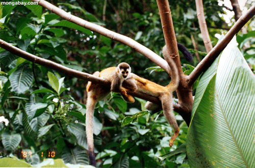 Costa-Rica Paarspinnen