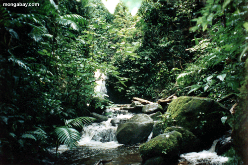 Costa-Rica forestcreek
