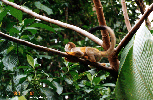 Costa-Rica Eichhörnchenaffe
