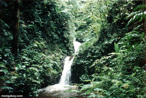 Costa-Rica Wasserfall