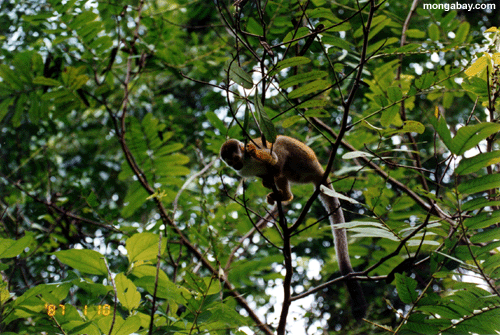 Eichhörnchenaffen