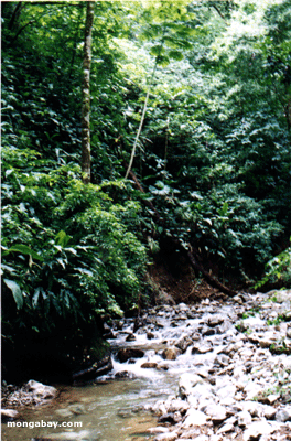 Crique De Costa Rica