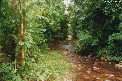 Creek De Costa Rica