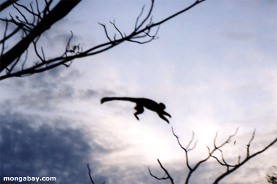 Costa-Rica flyingmonkey