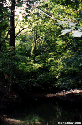 Costa-Rica Wald