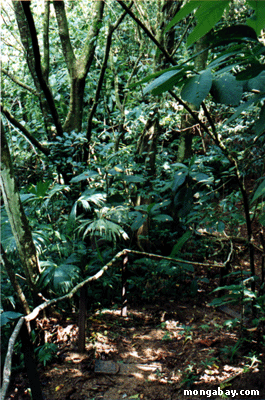 Costa-Rica forestpath