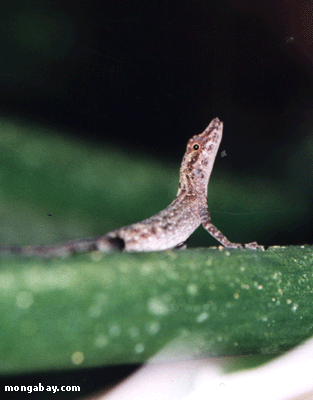 Costa-Rica Gecko