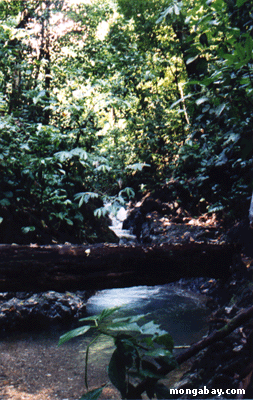 Costa-Rica Lache