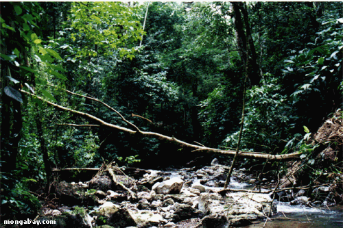Rainforest Nebenfluß im Costa Rica