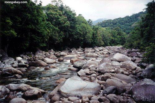 Creek De Daintree
