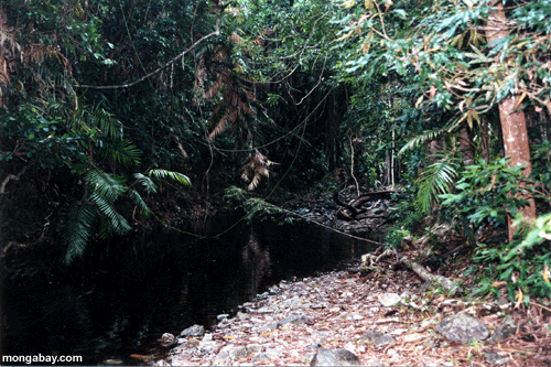 Creek De Daintree
