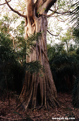 Feige-Baum