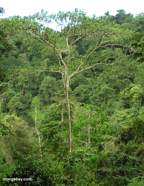 Montezuma Oropendula
