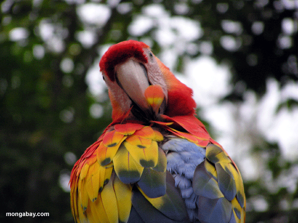 �carlate Macaw