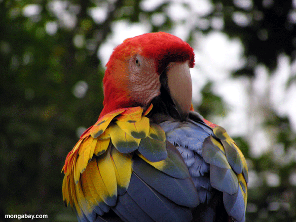 Escarlata Macaw