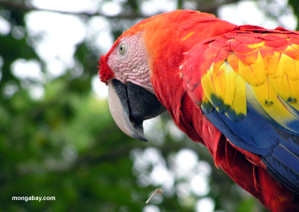 Escarlata Macaw