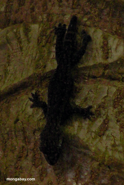 Schwarzer Gecko