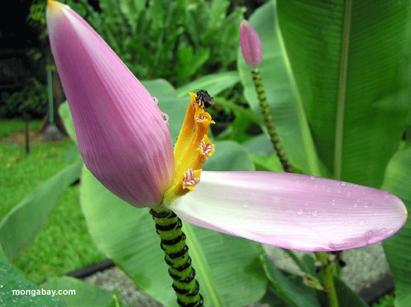 Banane Blume-Biene