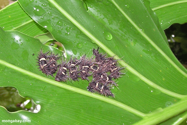 Caterpillar Schwarm