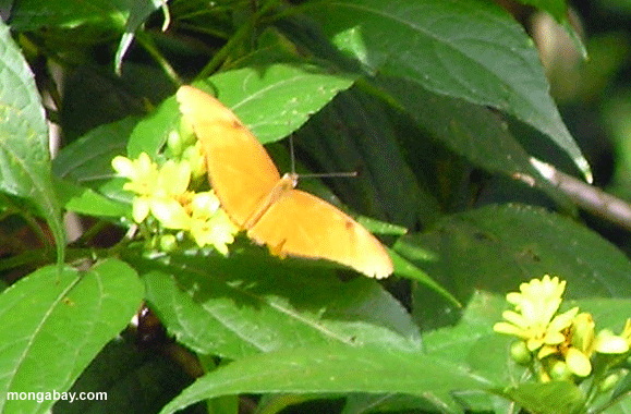 Orange Schmetterling Veg