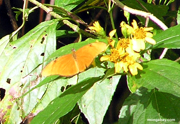 Vegetazione Arancione Della Farfalla