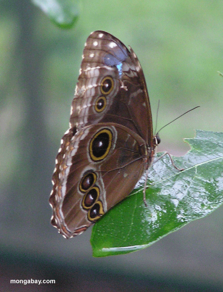 Papillon De Hibou