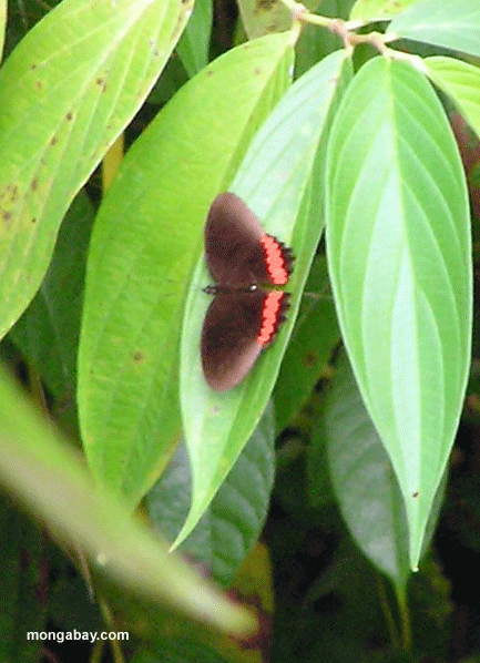 Papillon De Parides