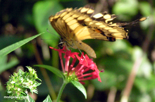 Siproeta Schmetterling