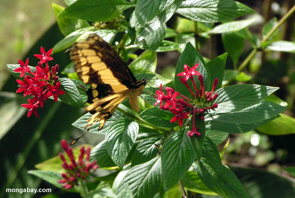 Siproeta Schmetterling