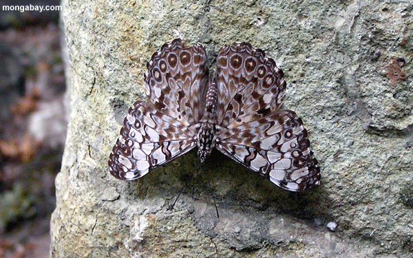 Motte in Honduras