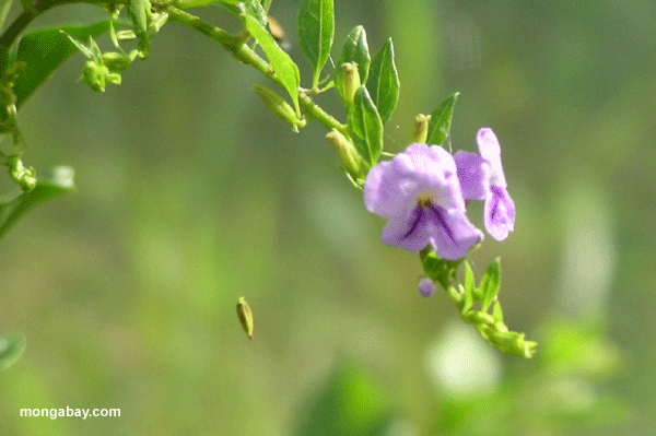 Lavendel blüht