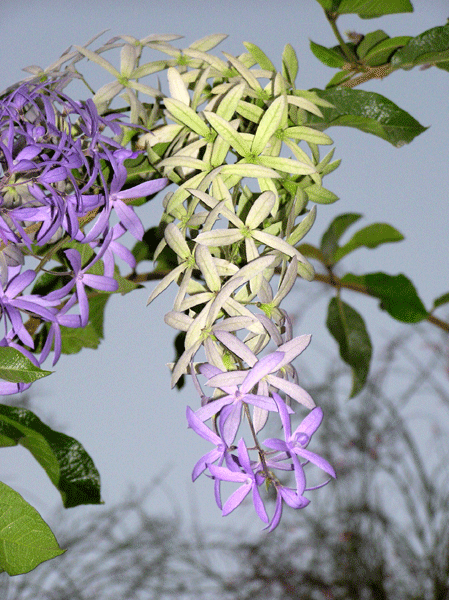 purpurrotes Weiß blüht