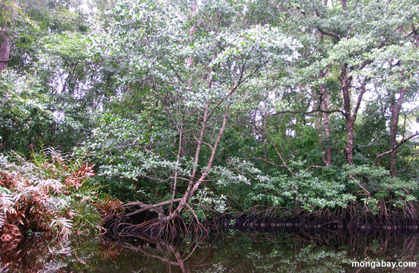 Mangrovie Di Cuero-Salado, Honduras