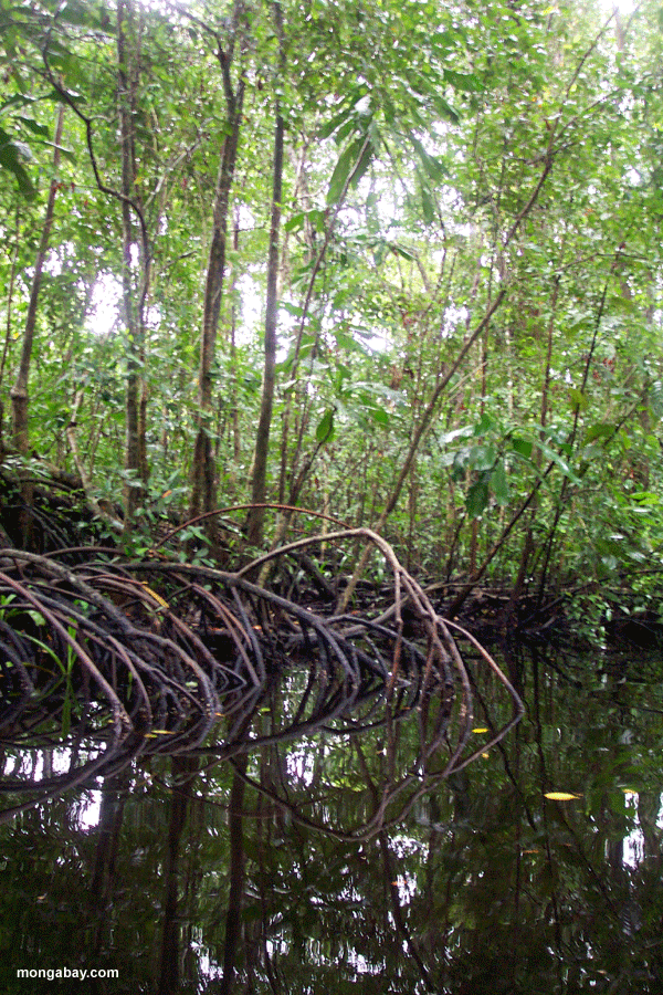Mangroves De Cuero-Salado, Honduras