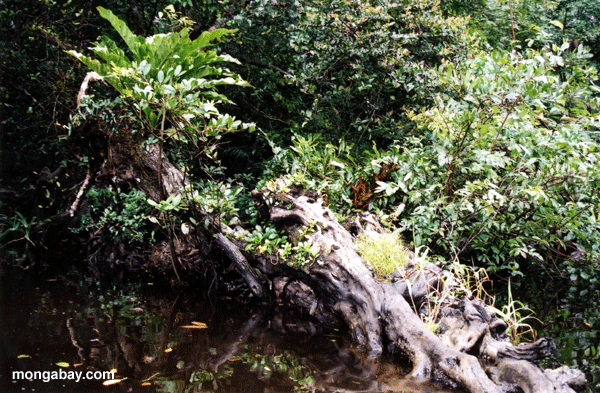 Mangroven Biotope
