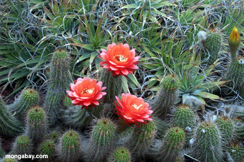 Cactus, Giardini Di Huntingtom