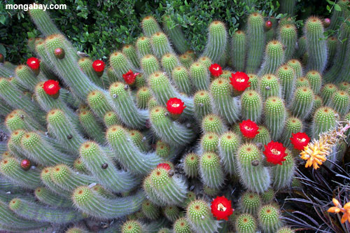 Kaktus an den Huntington Gärten nähern sich Los Angeles, California