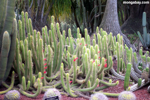 Kaktus an den Huntington Gärten nähern sich Los Angeles, California