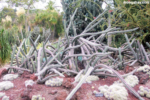 Cactus, Jardins De Huntingtom