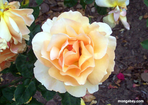 Rose an den Huntington Gärten nähern sich Los Angeles, California