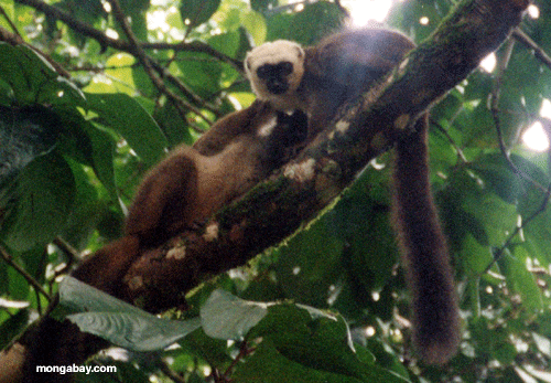 Brown Lemur; Madagascar